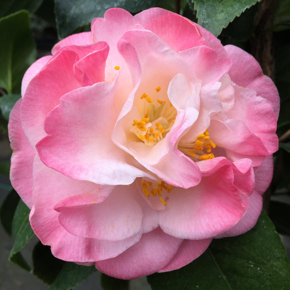 Camellia japonica 'Mrs. Lyman Clarke'
