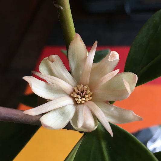 Illicium anisatum 'Murasaki-no-sato'