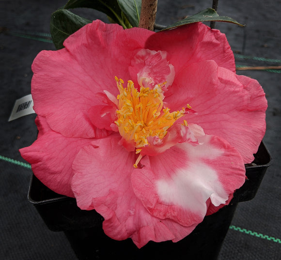 Camellia japonica 'Nagasaki'