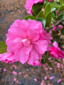 Camellia sasanqua 'Nanette'