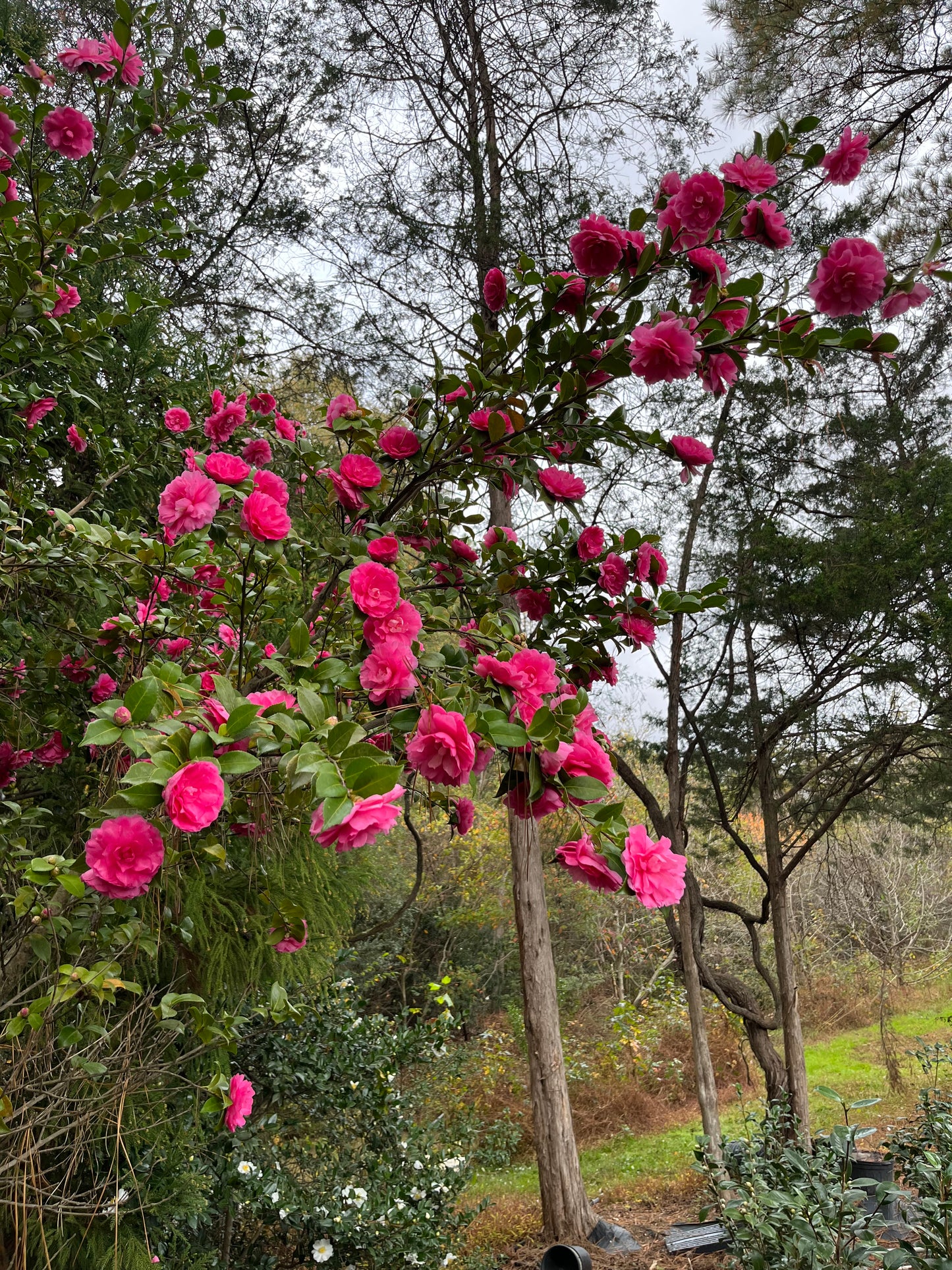 Camellia sasanqua 'Nanette'