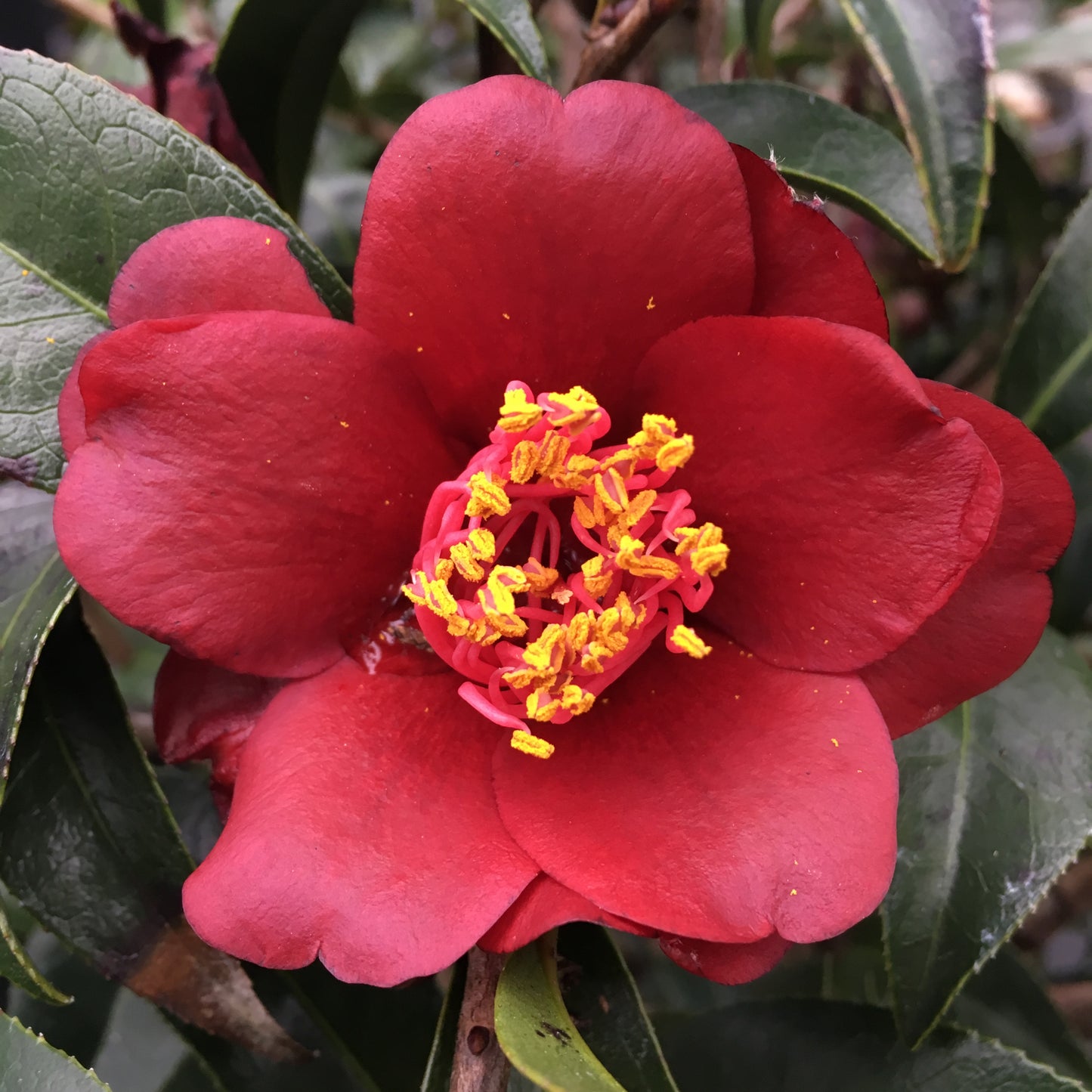 Camellia x 'Night Rider'