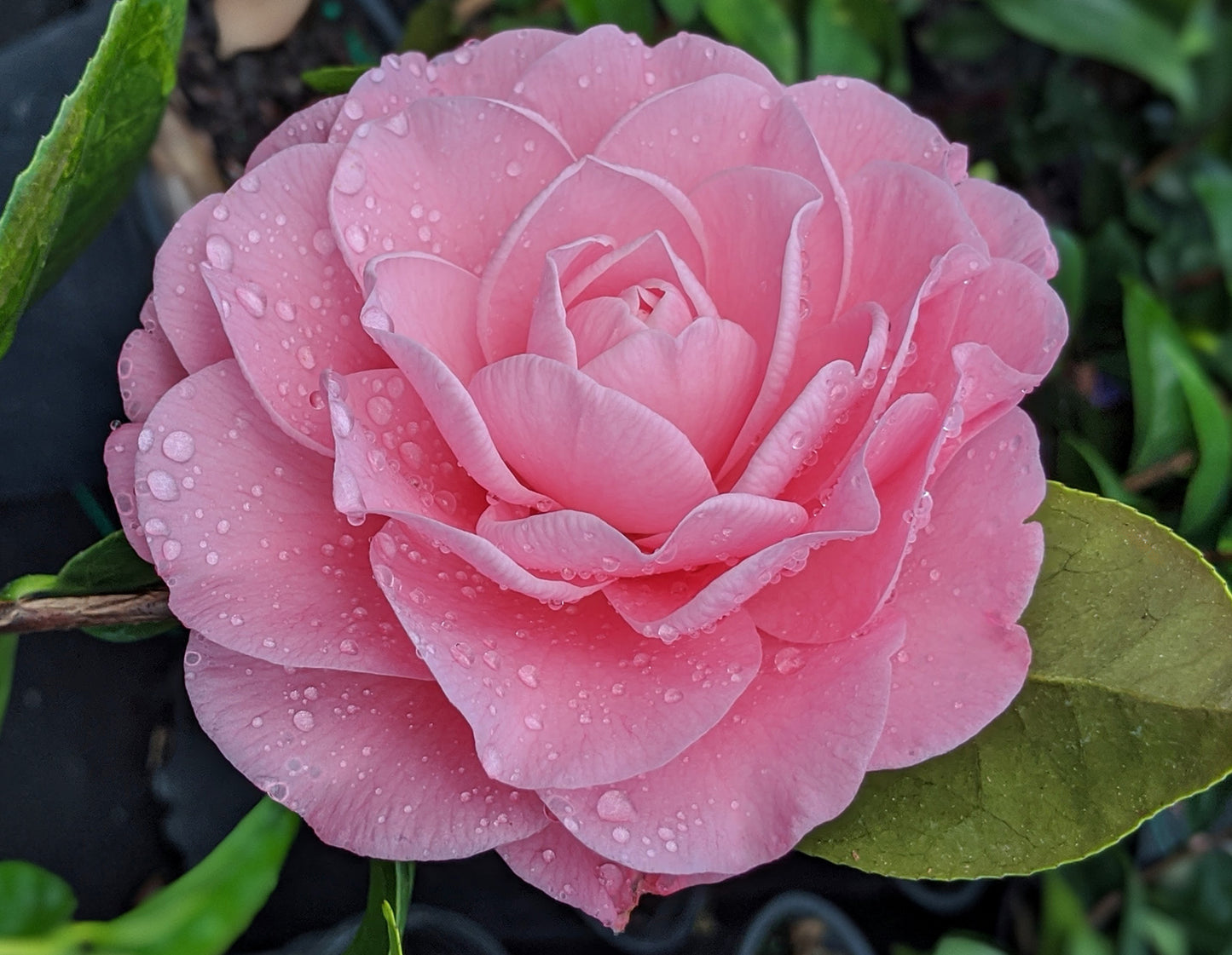 Camellia japonica 'Nuccio's Cameo'