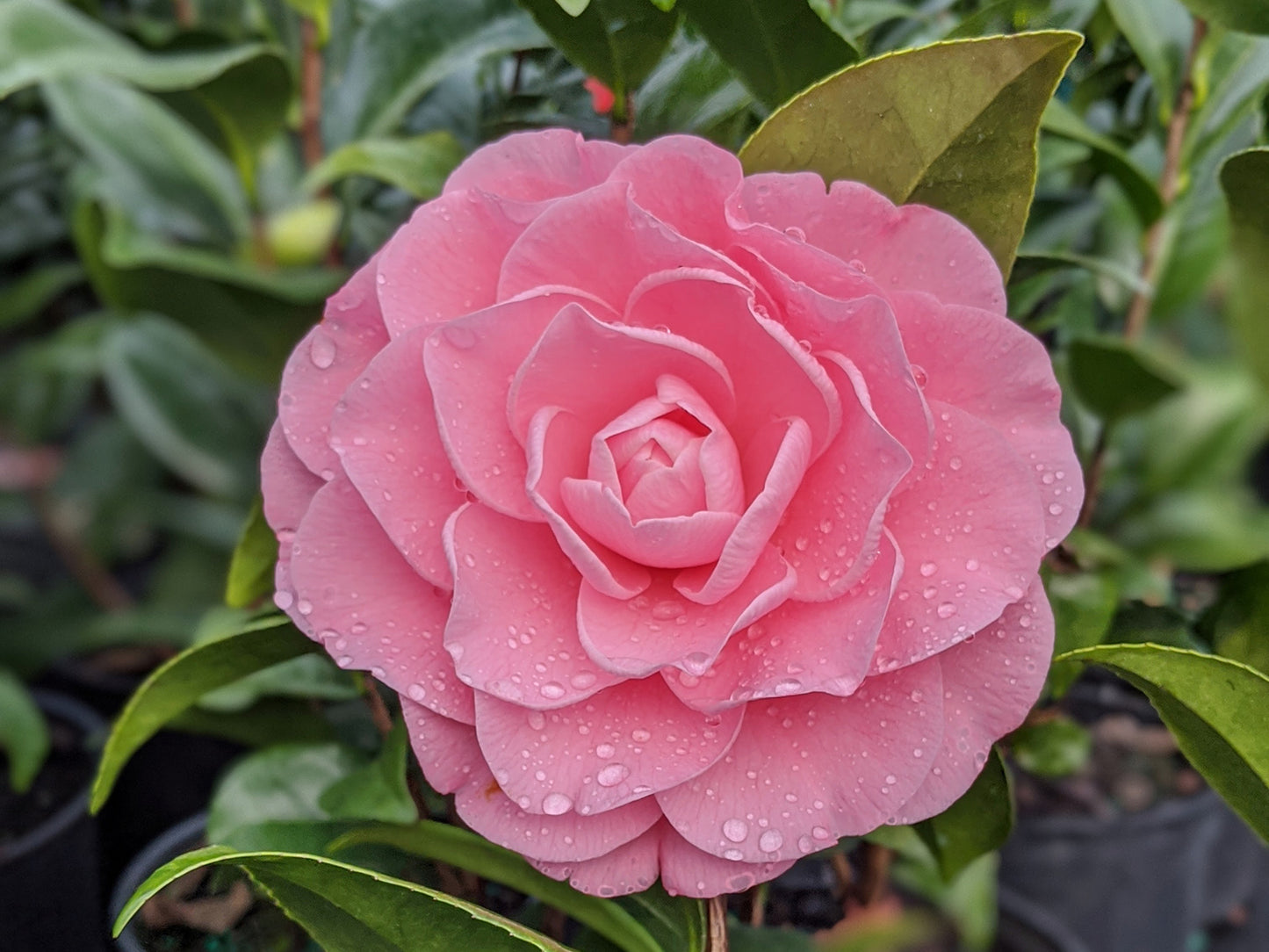Camellia japonica 'Nuccio's Cameo'