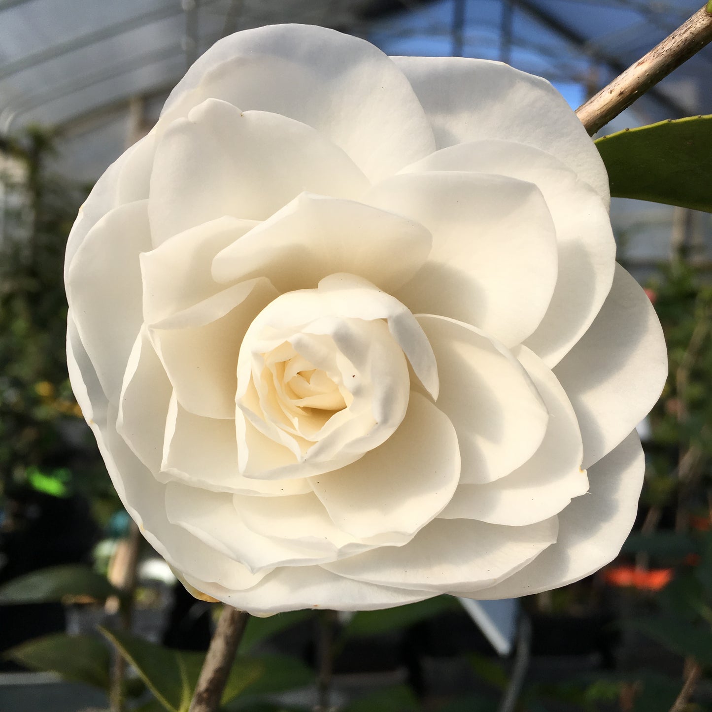 Camellia japonica 'Nuccio's Gem'