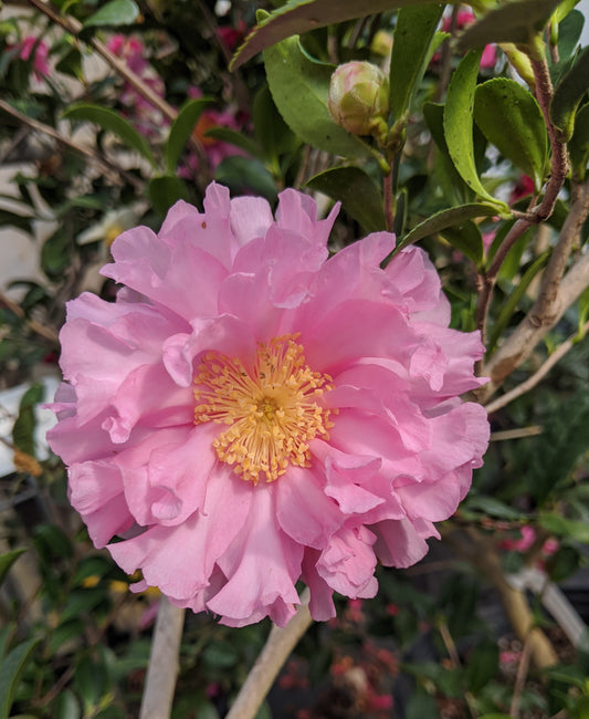 Camellia sasanqua October Magic® Carpet