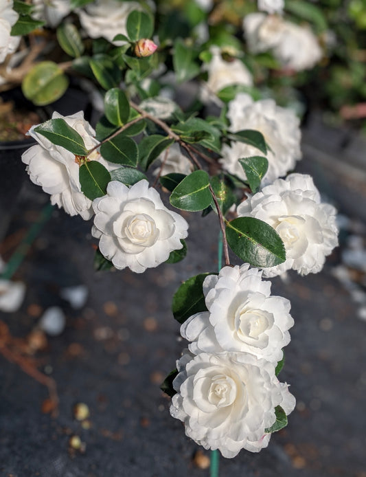 Camellia sasanqua October Magic® White Shi-Shi™