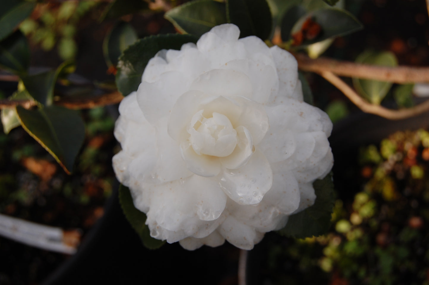 Camellia sasanqua October Magic® White Shi-Shi™