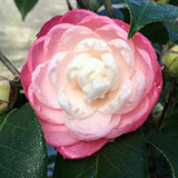 Camellia japonica 'October Affair'