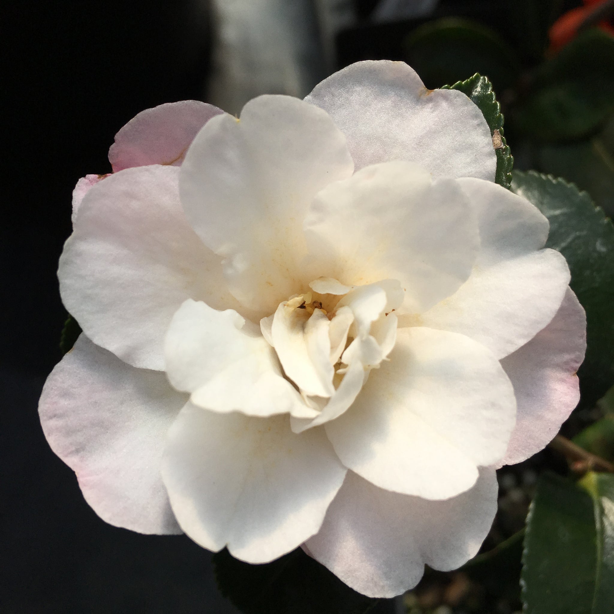 October Magic® Inspiration™ Camellia