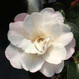 Camellia sasanqua October Magic® Orchid™