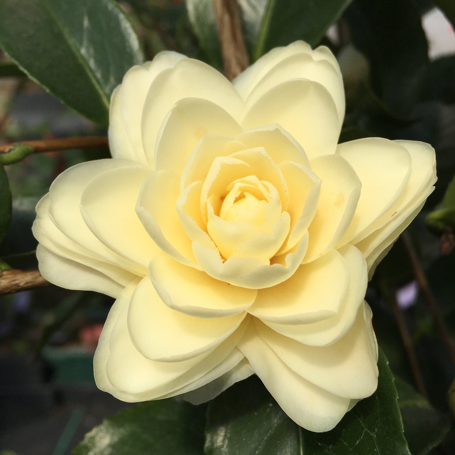 Camellia x 'Optical Illusion'