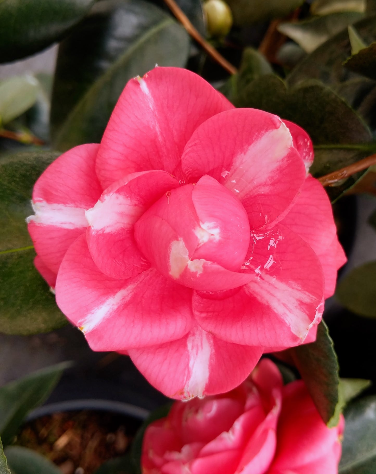 Camellia japonica 'Orandako'