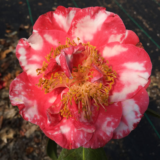 Camellia japonica 'Oscar B. Elmer'