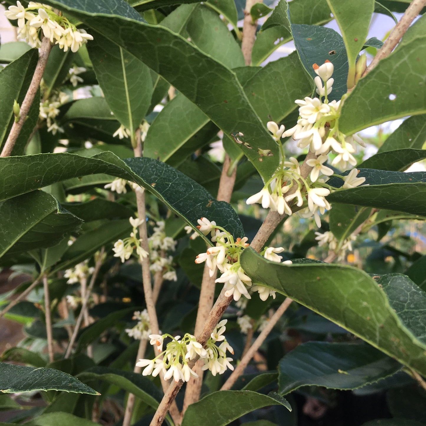 Osmanthus fragrans, Tea Olive