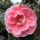 Camellia japonica 'Otome' #2