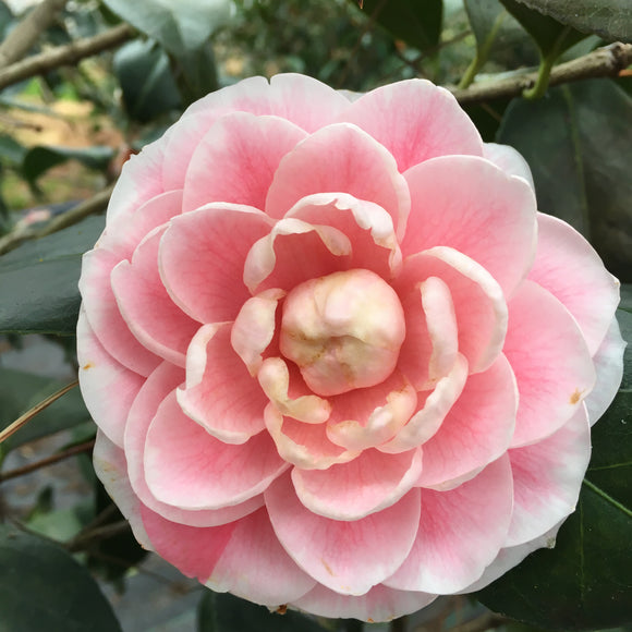 Camellia japonica 'Otome' #2