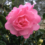 Camellia sasanqua 'Our Linda'