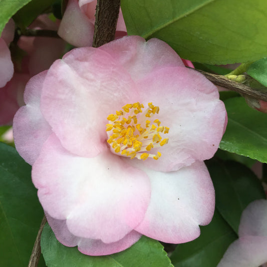 Camellia x 'Our Melissa'