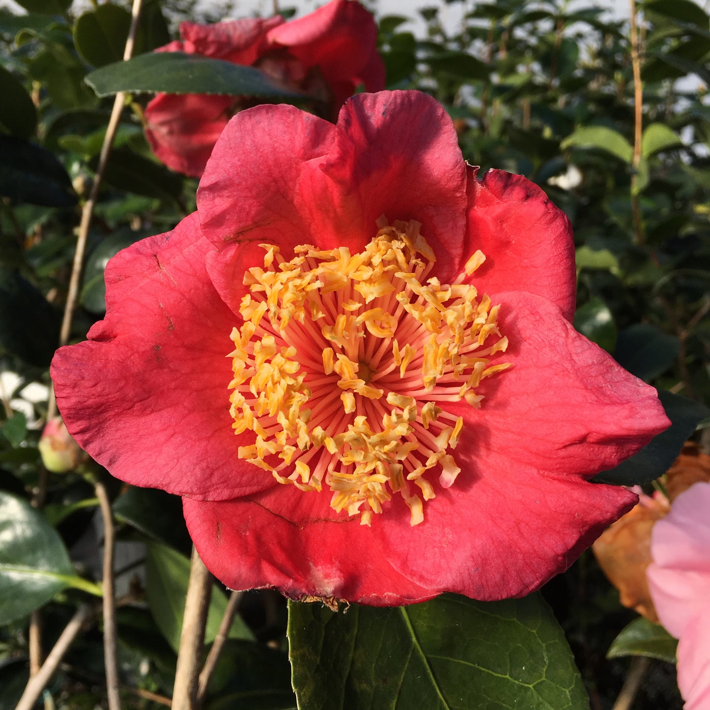 Camellia japonica 'Ozeki (Higo)'