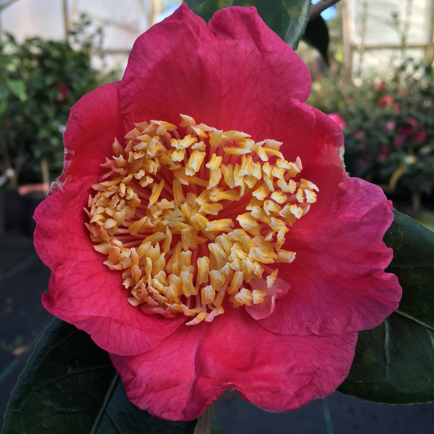 Camellia japonica 'Ozeki (Higo)'