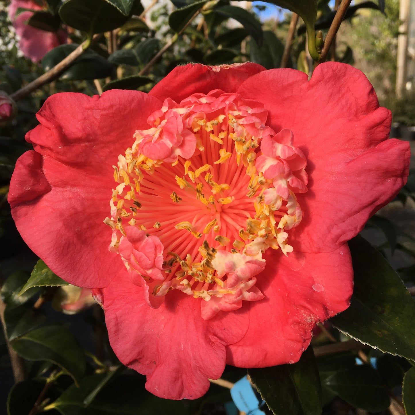 Camellia japonica 'Ozeki (Higo)'