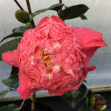 Camellia japonica 'Ozeki (Higo)'
