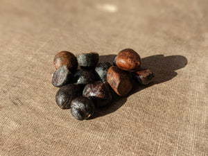 Camellia sasanqua seeds, assorted