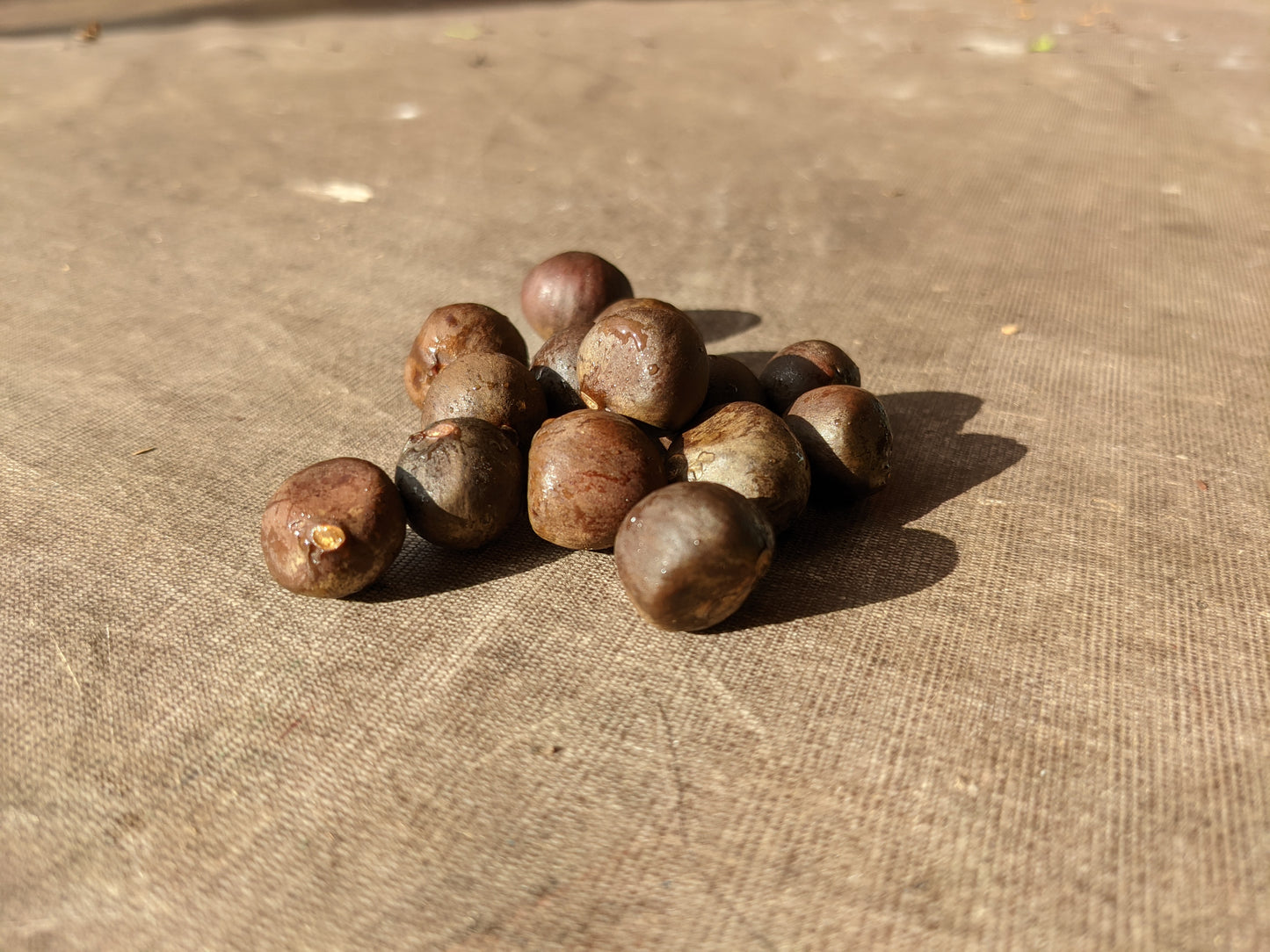 Camellia sinensis "Fairhope Select" seeds