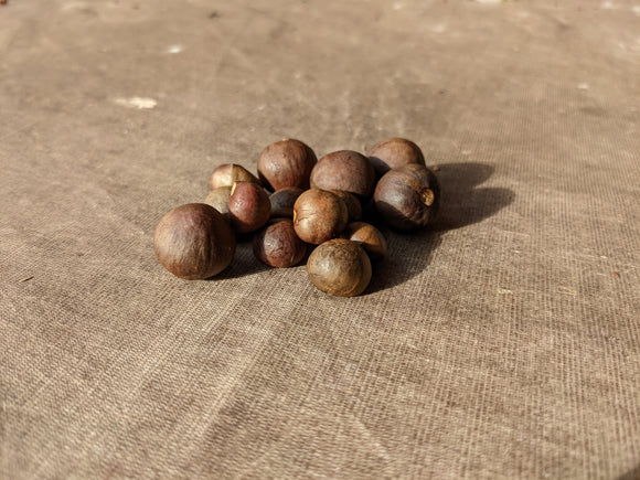 Camellia sinensis seeds, Assorted