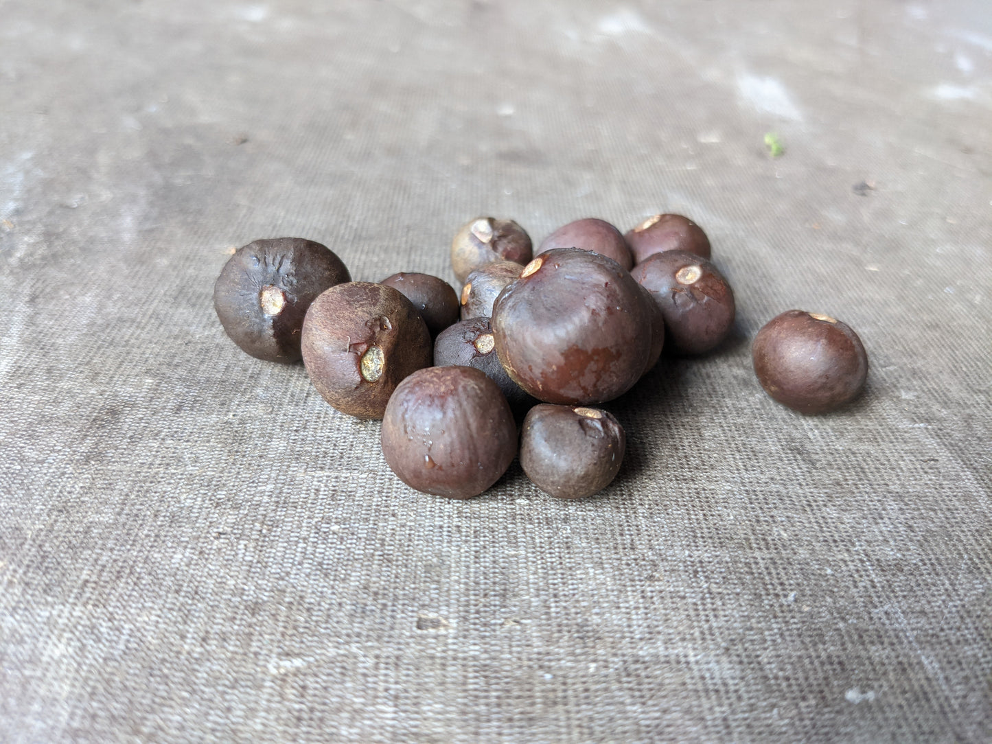 Camellia sinensis "Black Sea Tea" seeds