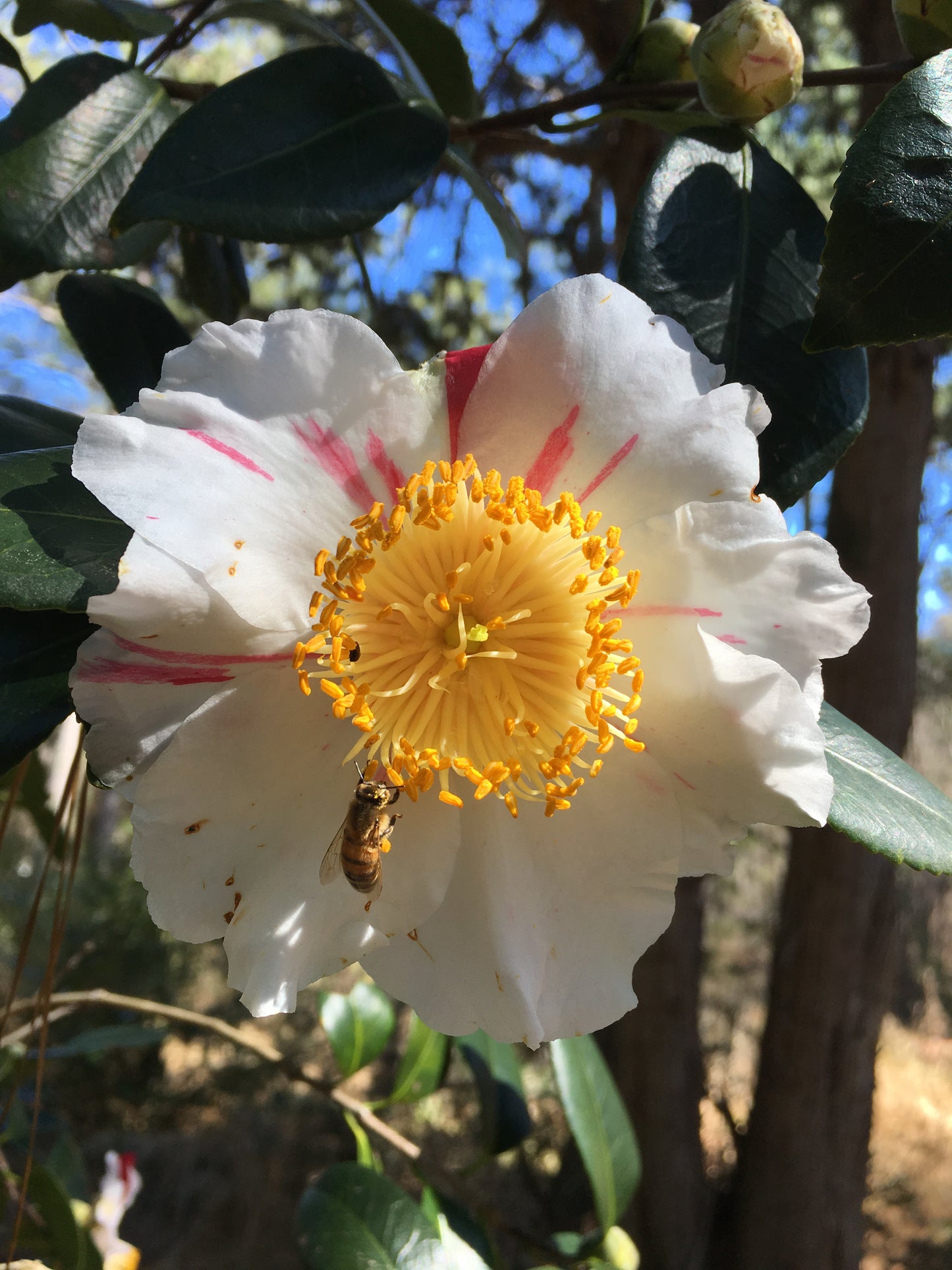 Camellia japonica 'Peppermint'