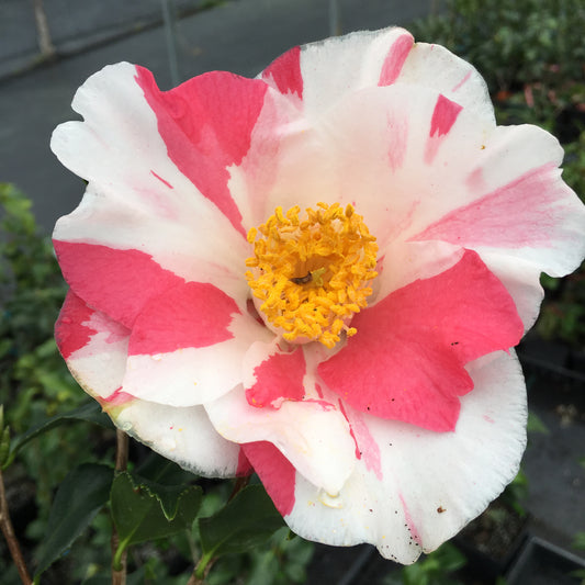 Camellia japonica 'Peppermint'