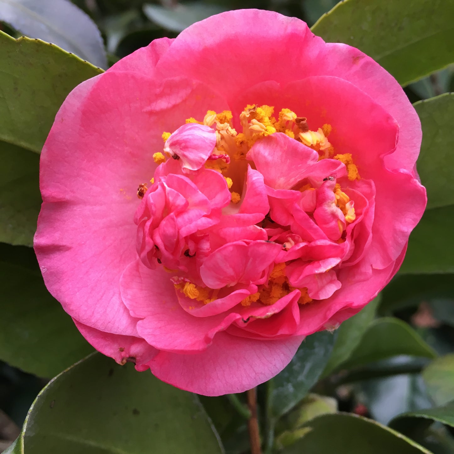 Camellia japonica 'Peter Pan'