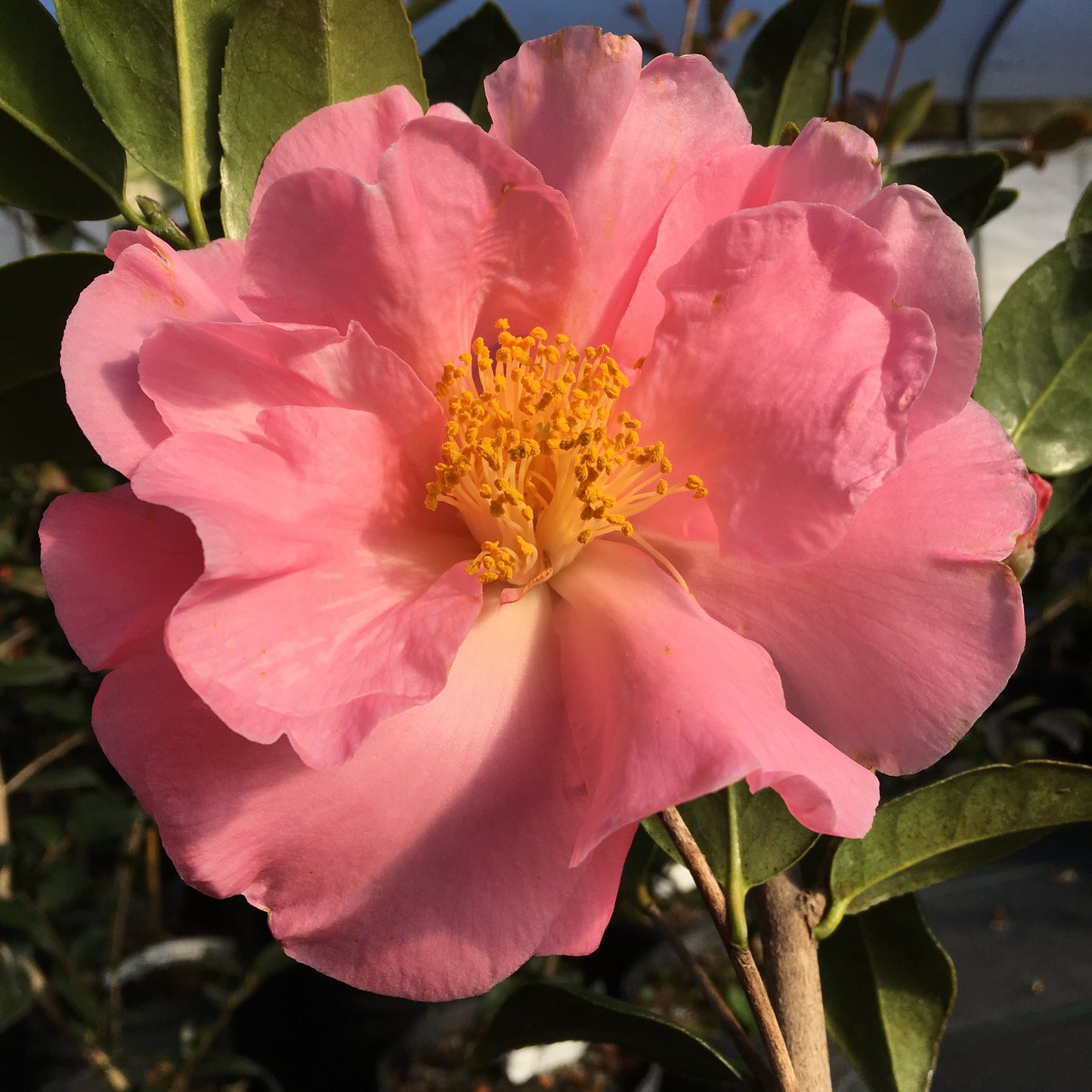 Camellia x 'Pink Icicle'