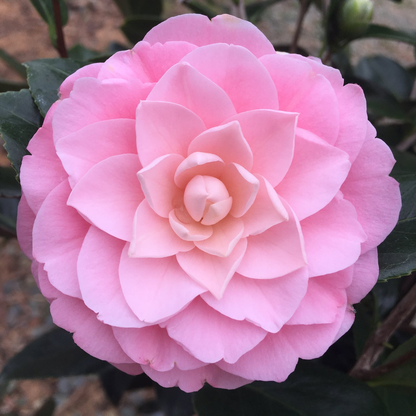 Camellia japonica 'Pink Perfection'