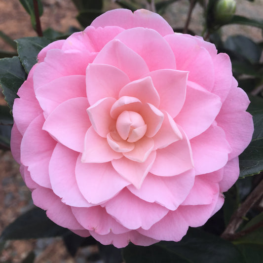 Camellia japonica 'Pink Perfection'