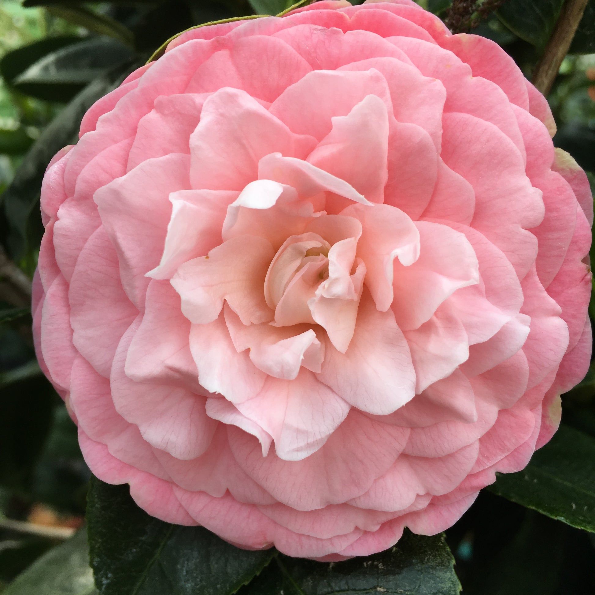 Camellia japonica 'Pink Perfection' Camellia Forest Nursery