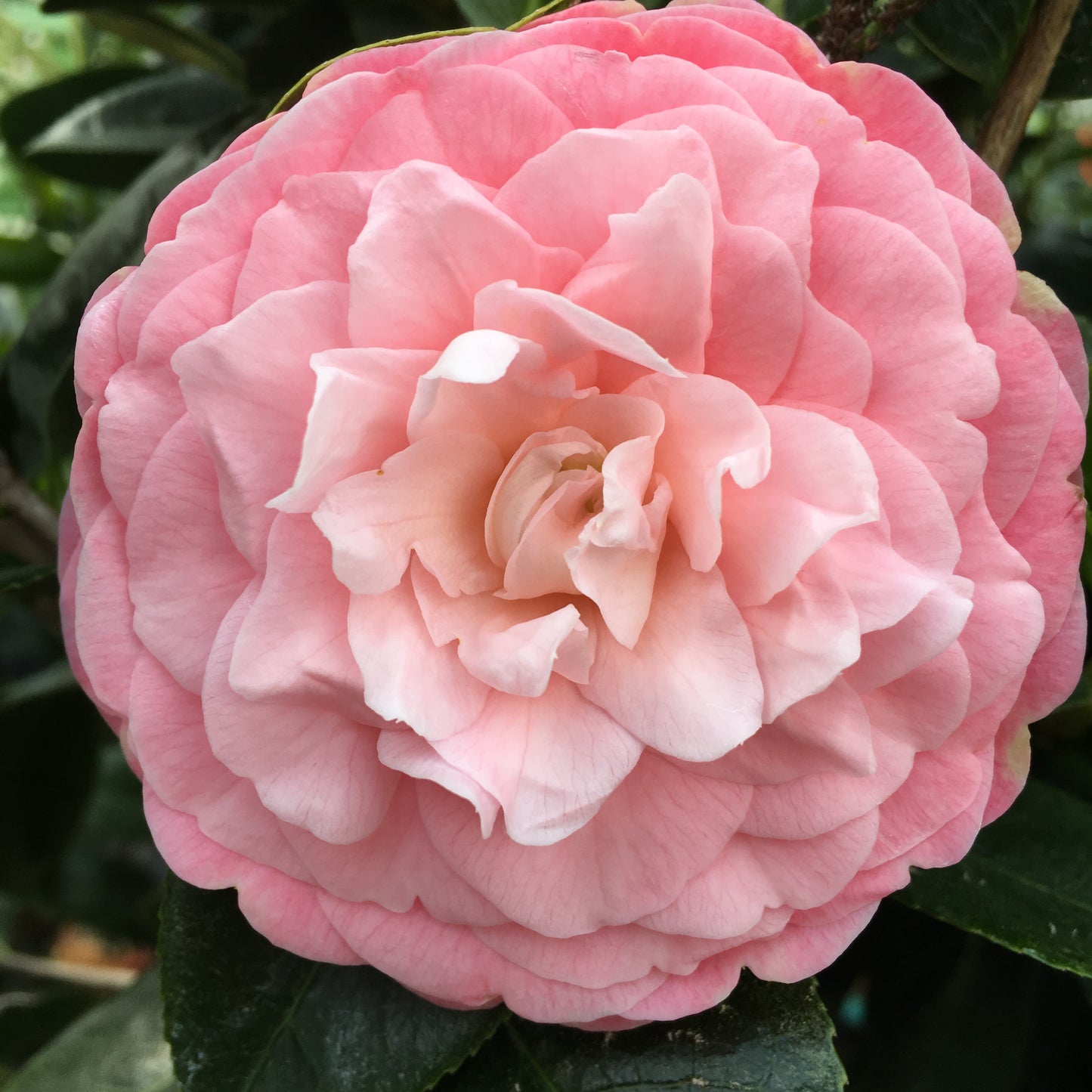 Camellia japonica 'Pink Perfection'