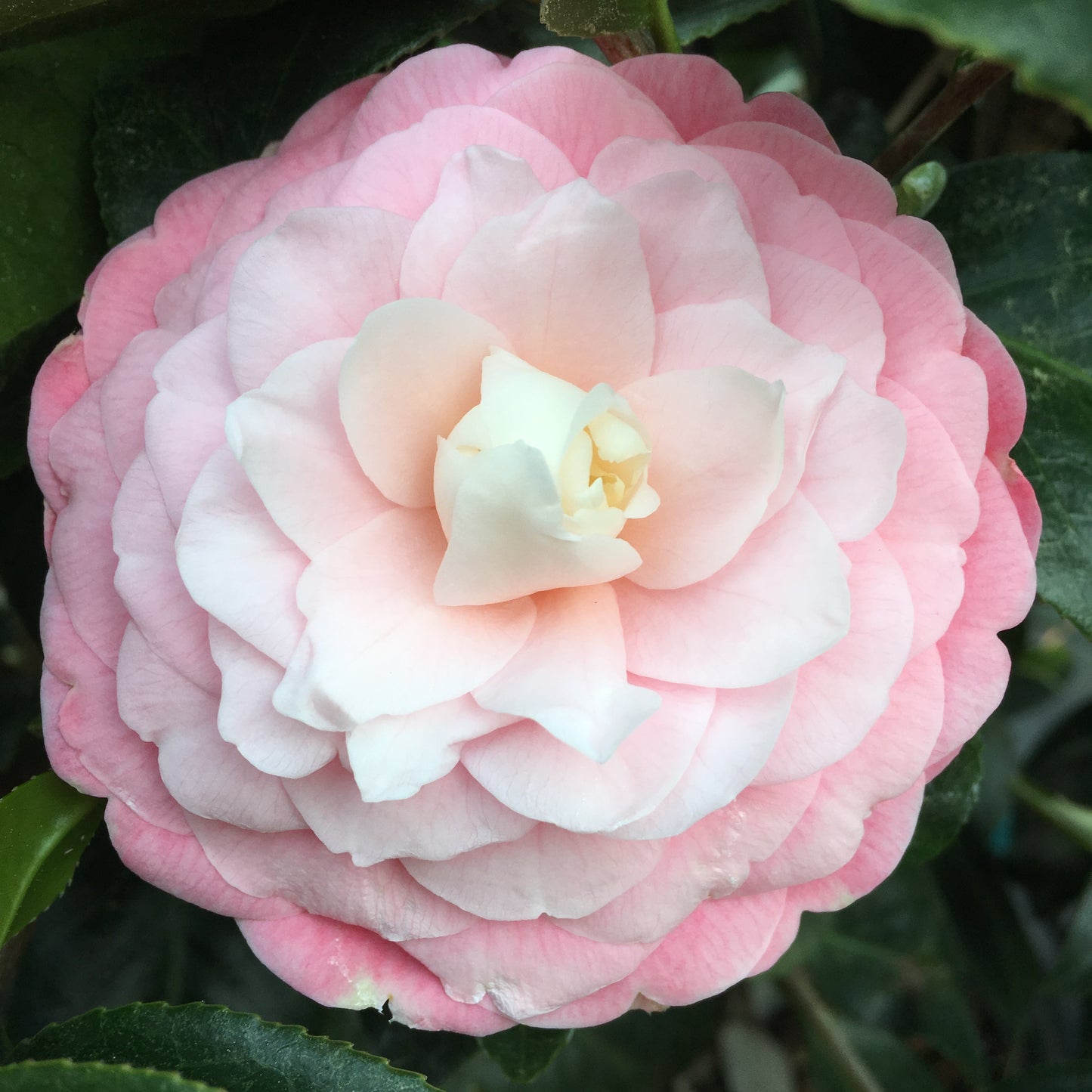 Camellia japonica 'Pink Perfection'