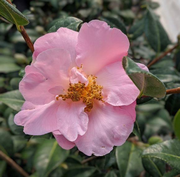 Camellia x 'Pink Icicle'