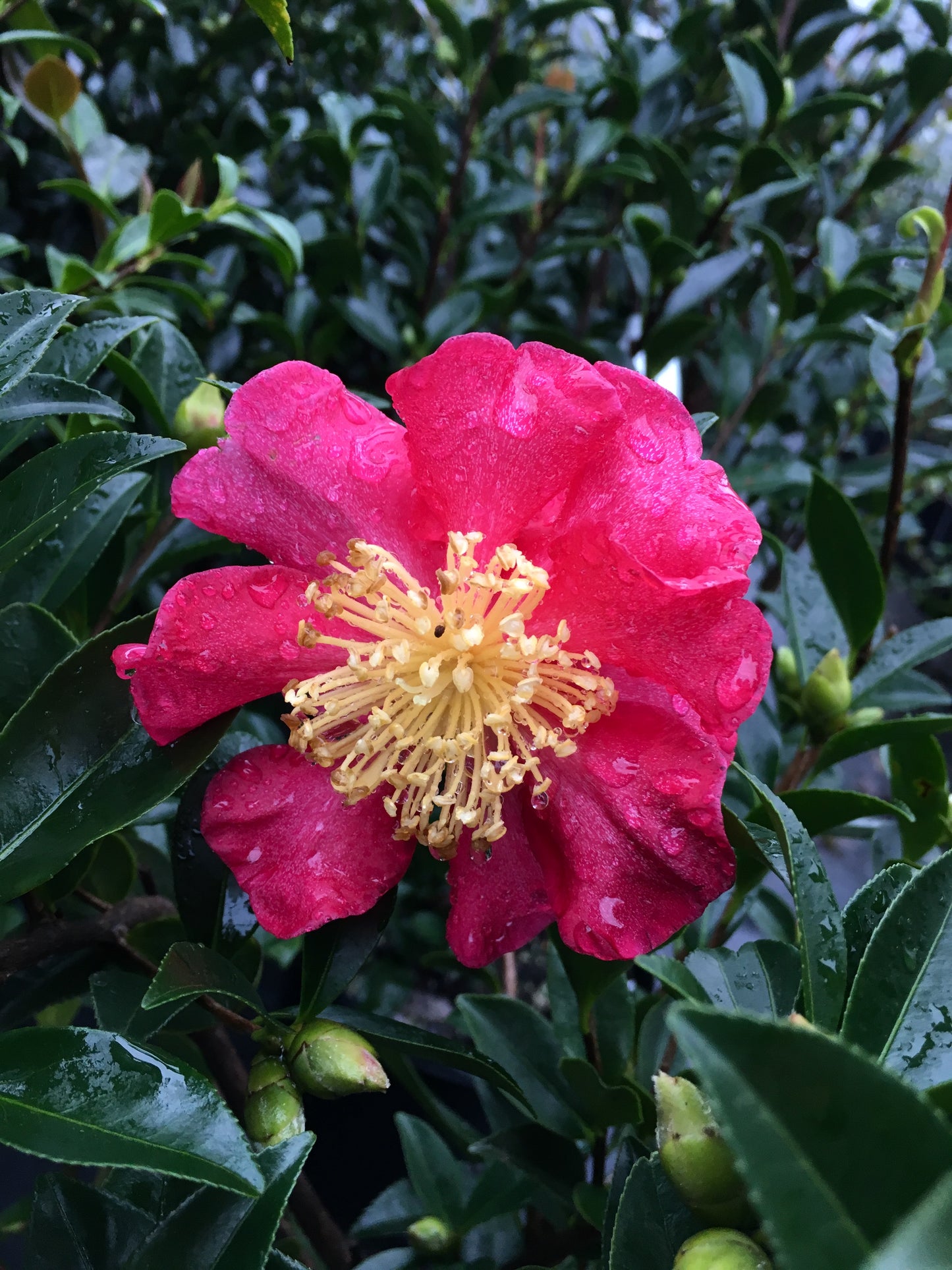 Camellia x 'Pixie Dust'