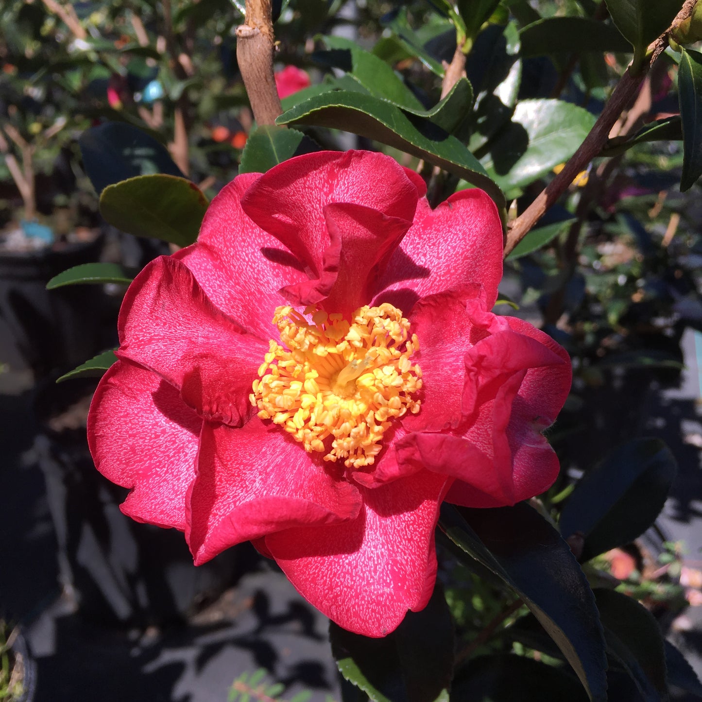 Camellia x 'Pixie Dust'