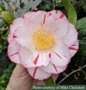 Camellia japonica 'Princess Masako'