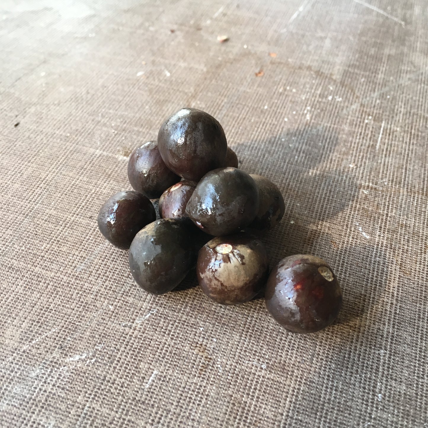 Camellia ptilophylla seeds