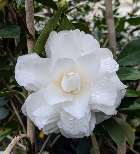 Camellia japonica 'Purity'