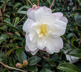 Camellia sasanqua 'Radiant Pixie'