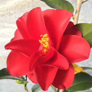 Camellia japonica 'Red Hots'