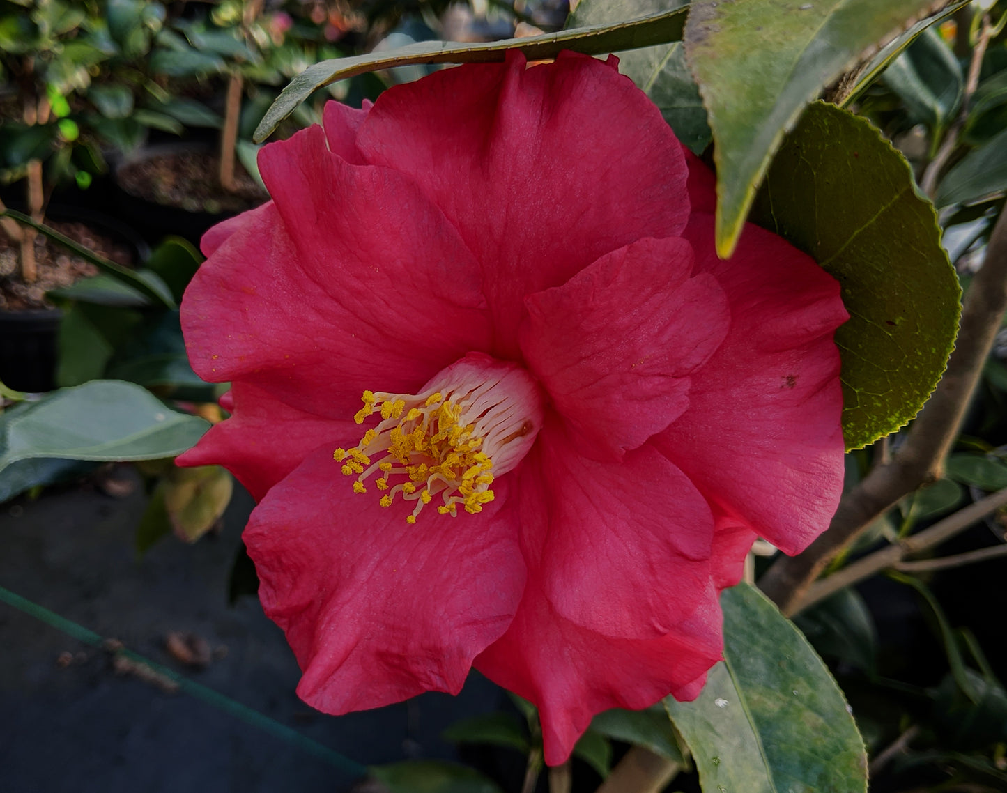 Camellia japonica 'Red Aurora'