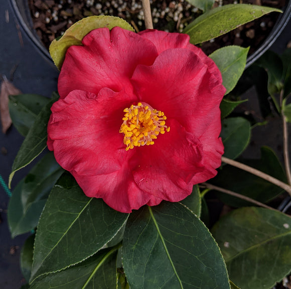 Camellia japonica 'Red Aurora'